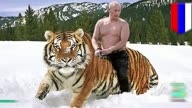 Путинские тигры  сожрали китайских козлов
