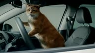 Оригинальная реклама Volkswagen с использованием популярных котиков 