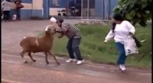Агрессивный козел из Бразилии