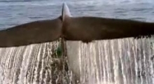 Гигантский синий кит