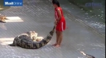 Animal trainers put their heads inside a crocodiles MOUTH!
