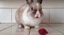 Просто кролик. Просто ест малину. Но как же это мило  