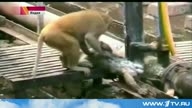 В Индии обезьяна спасла своего сородича, которого ударило током 