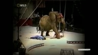 Трагедия в цирке слон напал на человека