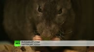 Великобританию атакуют устойчивые к ядам гигантские крысы