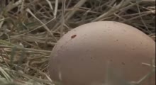 Yumurtaların üzərindəki ləkələrin maraqlı sirri ortaya çıxdı