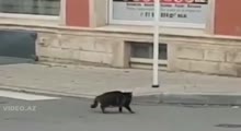 Tom and Jerry (Real)