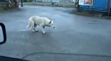 Amazing Dancing Dog