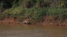 Видео охоты ягуара на крокодила стало хитом Youtube - BAKU.WS