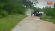 Elephant Attacks Car