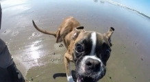 Two Legged Boxer Duncan Lou Who -  First Trip to the Beach
